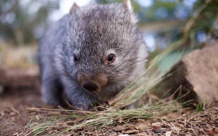 关于塔斯马尼亚联战术调整，关键球员或将首发出战的信息